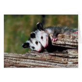 Carte Opossum (Devant horizontal)