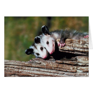 Carte Opossum