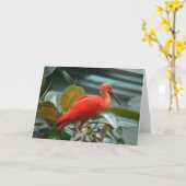 Carte Orange Bird (Fleur jaune)