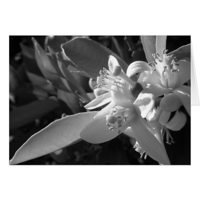 Carte Orange Blossom (Devant horizontal)
