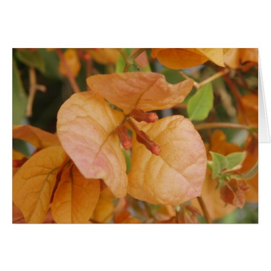 Carte Orange Bougainvillea (Devant horizontal)