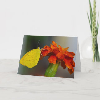 Carte Orange dormant