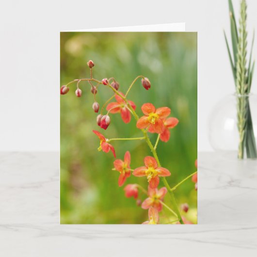 Carte Orange Epimedium (Devant)