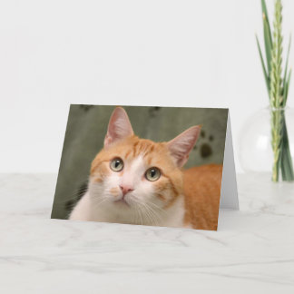 Carte orange et blanche de délivrance de chat de