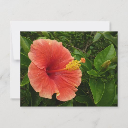 Carte Orange Hibiscus Fleur Tropical Floral (Devant)