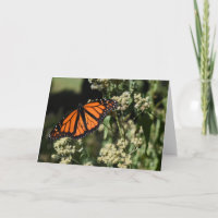 Orange Noir Monarque Papillon Nature Photographie
