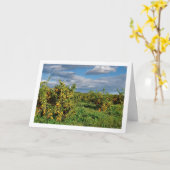 Carte Orange Orchard, Valence, Espagne (Fleur jaune)