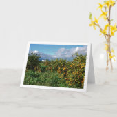 Carte Orange Orchard, Valence, Espagne (Fleur jaune)