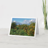 Carte Orange Orchard, Valence, Espagne (Devant)