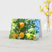 Carte Oranger fruitier (Fleur jaune)