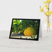 Carte Oranges dans la orangeraie de Valence (Fleur jaune)