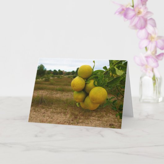 Carte Oranges mandarines (Orchidée)