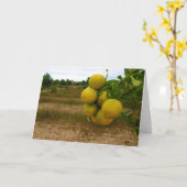 Carte Oranges mandarines (Fleur jaune)