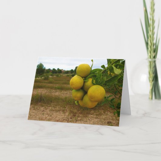 Carte Oranges mandarines (Devant)