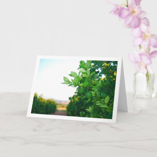 Carte Oranges vertes dans l'arbre (Orchidée)