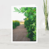 Carte Oranges vertes sur le portrait d'arbre (Devant)