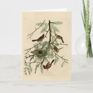 Carte Orchard Oriole des Oiseaux d'Amérique d'Audubon