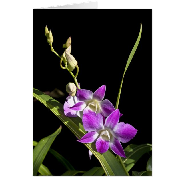 Carte orchidée (Devant)