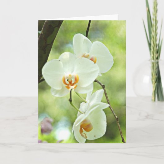 Carte Orchidée blanche (Devant)