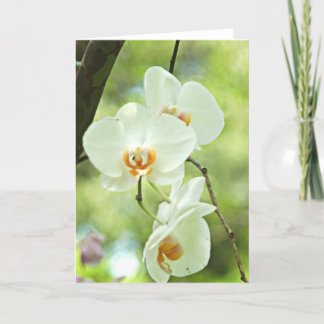 Carte Orchidée blanche