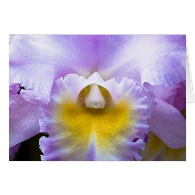 Carte orchidée Cattleya (Devant horizontal)