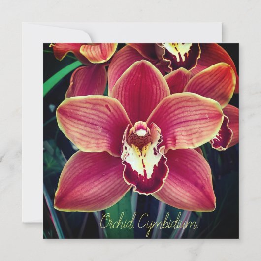 Carte Orchidée. Cymbidium (Devant)