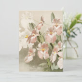 Carte Orchidées Blanches Fleur Illustration Ancienne Vin (Debout devant)