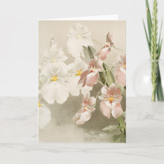 Carte Orchidées blanches Fleur Vintage vieille illustrat