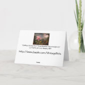 Carte : Orchidées et colibris (Dos)