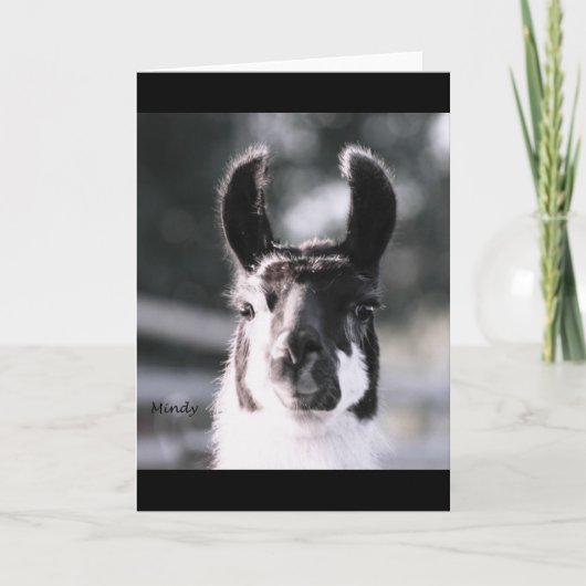 Carte Oreilles de lama (Devant)