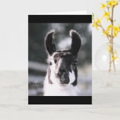 Carte Oreilles de lama (Fleur jaune)