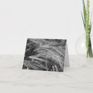 Carte Oreilles d'orge mûre (Hordeum vulgare)