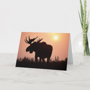 Carte orignal, alces, taureau aux grands bois,