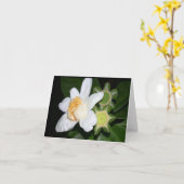 Carte OSA : Gustavia brachycarpa (Fleur jaune)