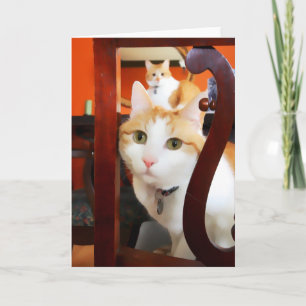 Carte OSCAR & ERNIE heARTcats