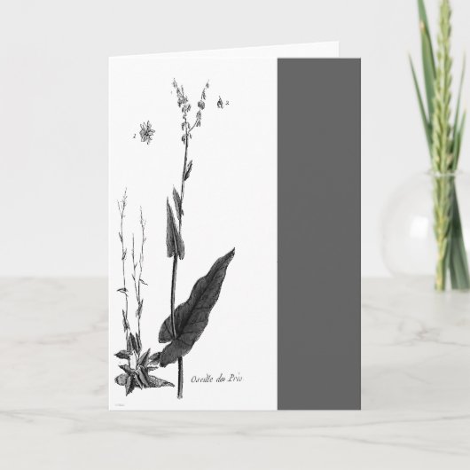 Carte Oseille de Prés (Devant)