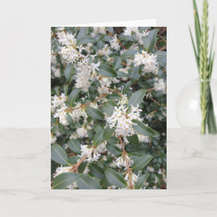 Carte Osmanthus Burkwoodii dans le parc