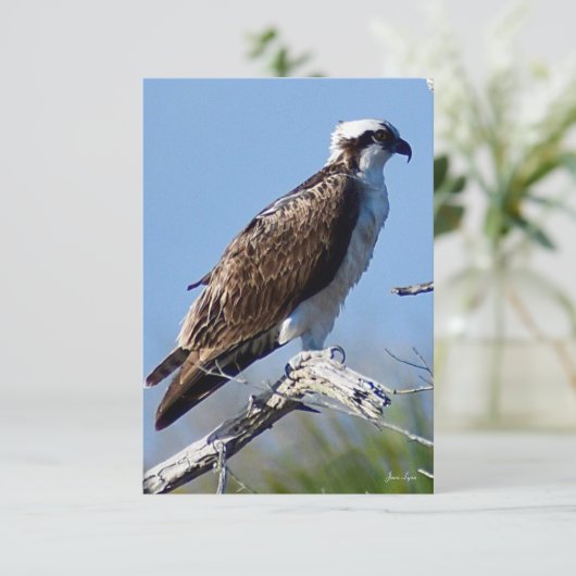 Carte Osprey (Debout devant)