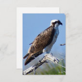 Carte Osprey (Devant / Derrière)