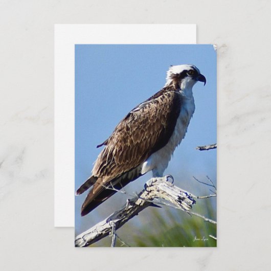 Carte Osprey (Devant / Derrière)