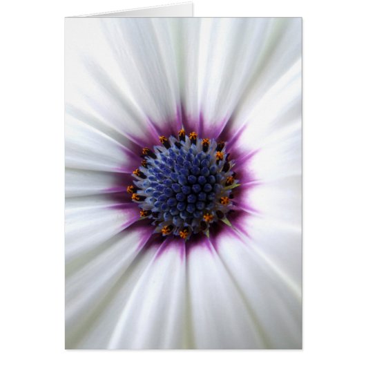 Carte Osteospurmum (Devant)