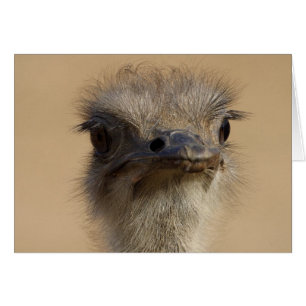 Carte Ostrich