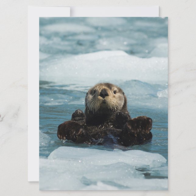 Carte Otter flottante (Devant)