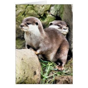 CARTE OTTERS