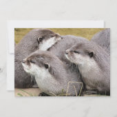 CARTE OTTERS COUPÉS (Devant)