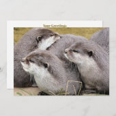 CARTE OTTERS COUPÉS (Devant / Derrière)