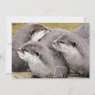 CARTE OTTERS COUPÉS