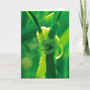 Carte Oui, vous pouvez ! Rosie la rivière tendril vigne