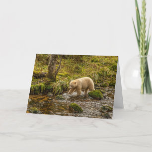 Carte Ours blanc fantôme chasse le poisson dans le ruiss