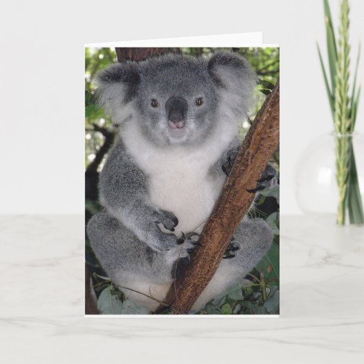 Carte Ours koala (Devant)
